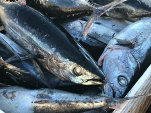 Sassy Seafood is Sustainable Fresh Tuna