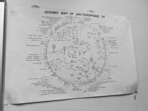 The Evergreen State College Phage Lab Genetic Map