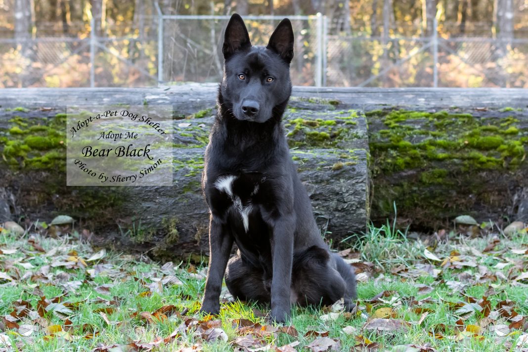 Adopt a Pet Dog of the Week Bear Black