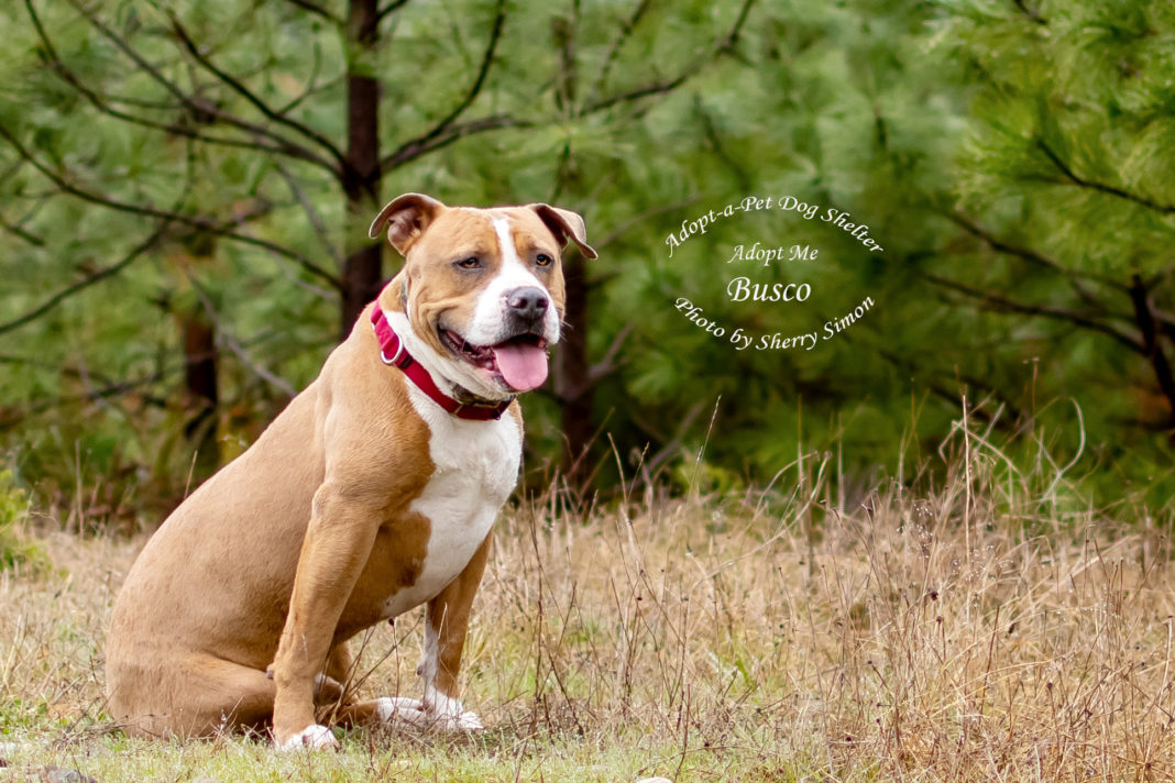 Adopt a Pet Dog of the Week Busco
