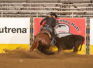 Carrie Whisler Reining cow on Brando