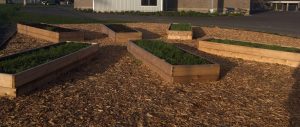 Evergreen Grad Freedom Farmers Learning Garden Raised Beds
