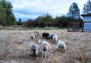 Hercules Farm Sheep