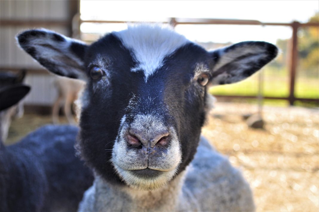 Wether Sheep Tenino