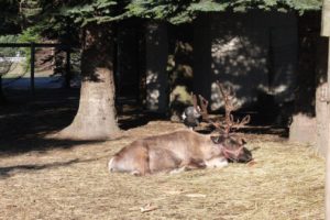 Hunters Family Farm Reindeer Experience Olympia Christmas Story