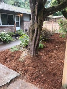 Rebuilding Together Thurston County Front yard redo