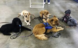 Dogs practicing down stays