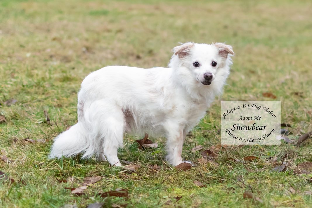 Adopt A Pet SnowBear Dog of the Week