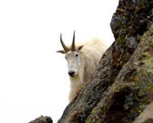 Mount Ellinor Mountain Goat