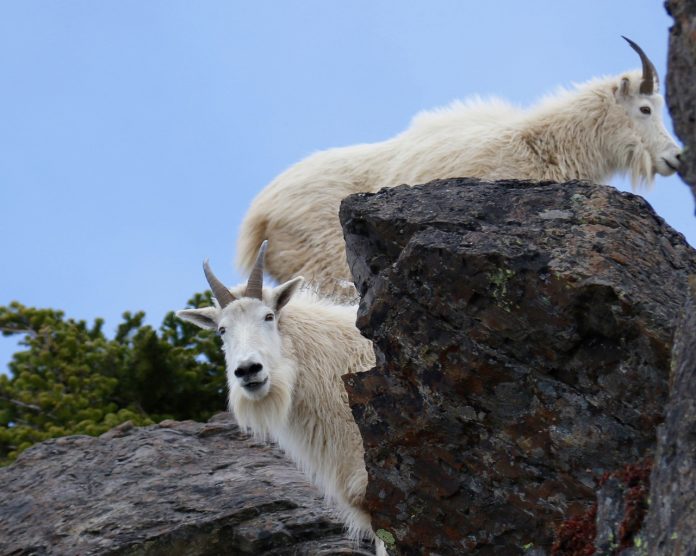 Mountain goats in the Olympics