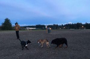 Lacey Dog Park