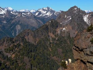 Olympic Peninsula Goats