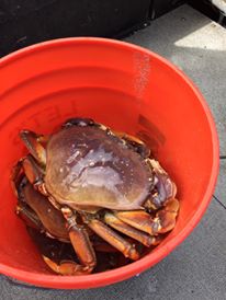 Hood Canal crabbing