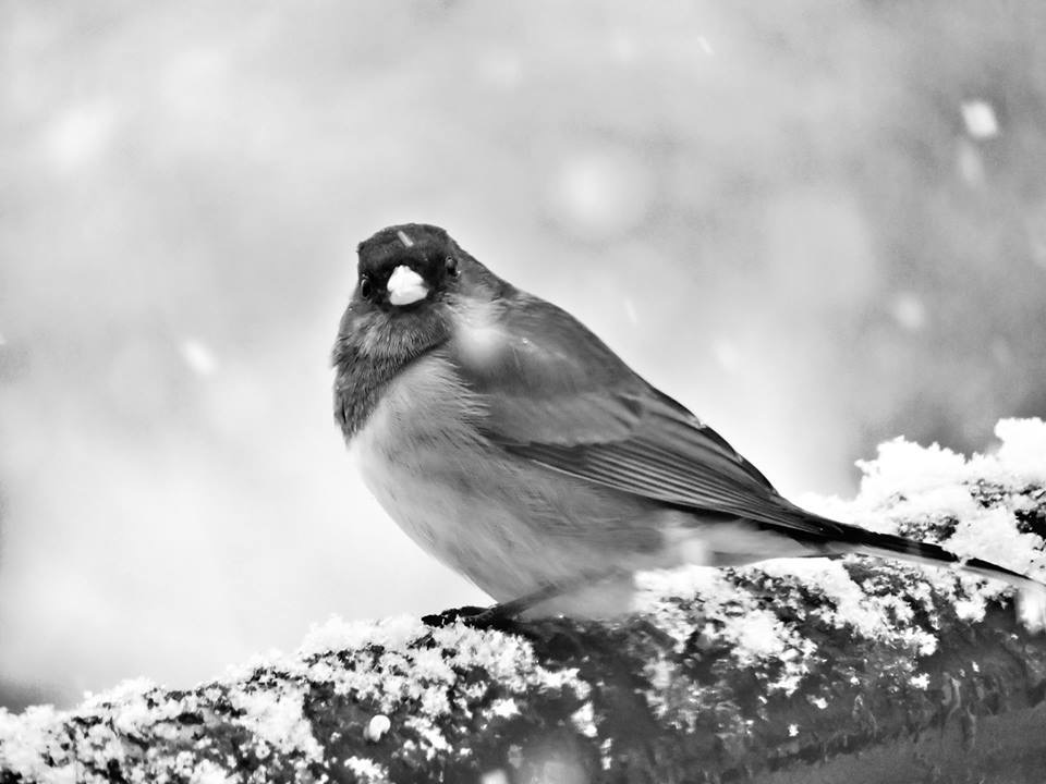 Olympia scenic snow winter thurston county bird