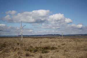 Nisqually Wildlife Refuge