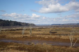 Nisqually wetland landscape