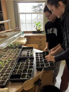 SMU farm students water fresh seedlings