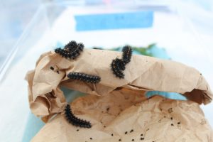 The Evergreen State College SPP Butterflies Larvae