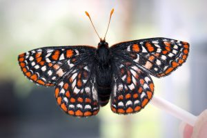 The Evergreen State College SPP Butterflies Taylor's Checkerspot Butterfly