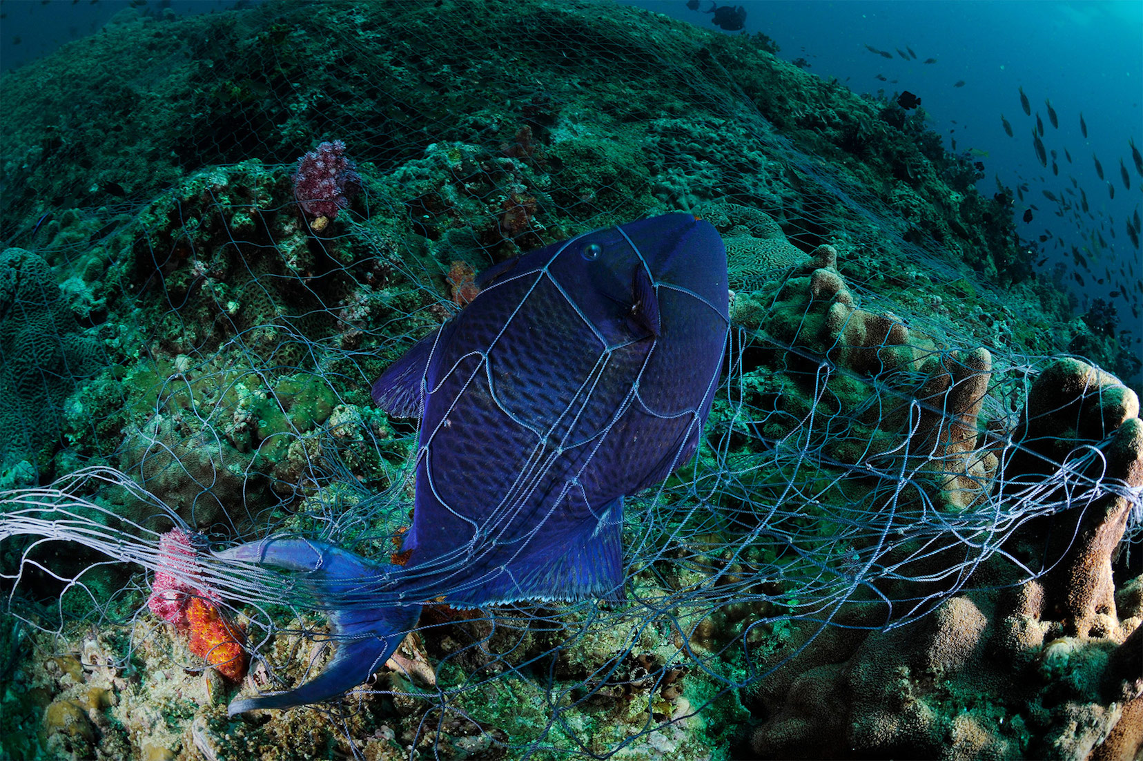 The Washington Center Peschak Blue Fish in net