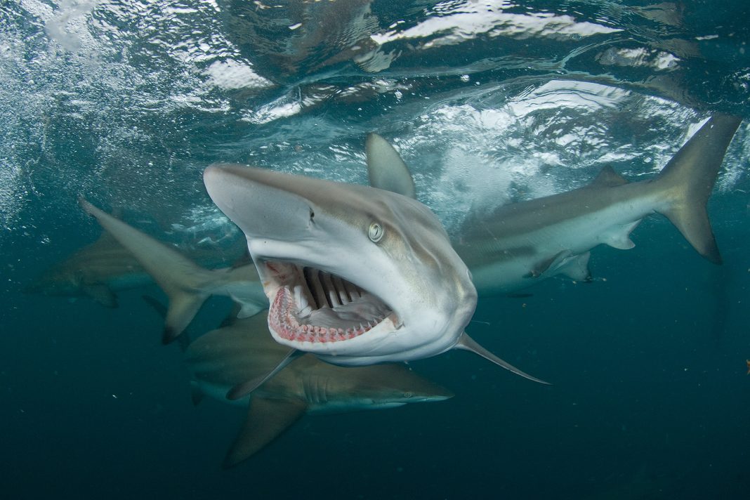 The Washington Center Peschak Gaint shark snout and mouth