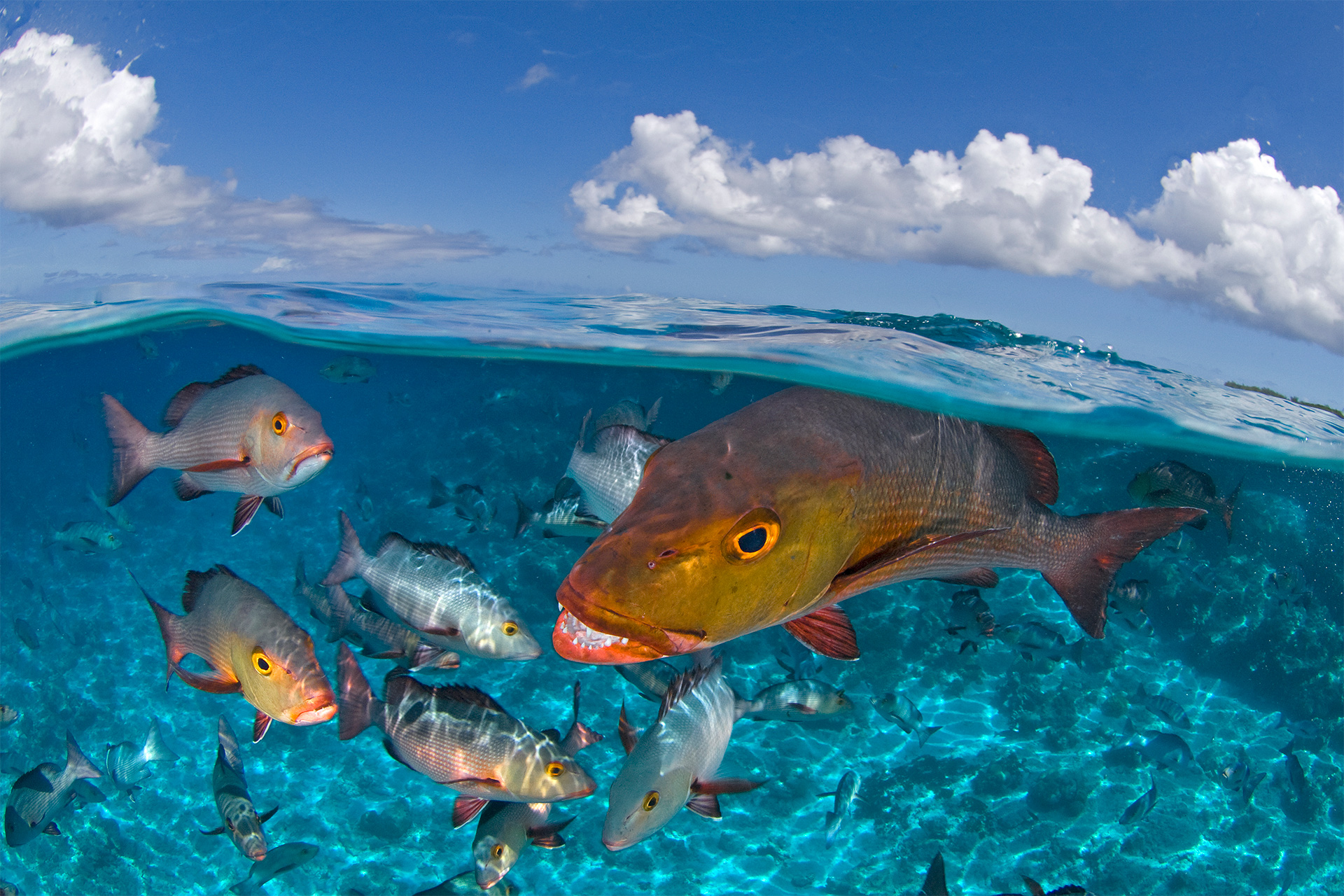 The Washington Center Peschak orange fish with smaller ones Award Winner