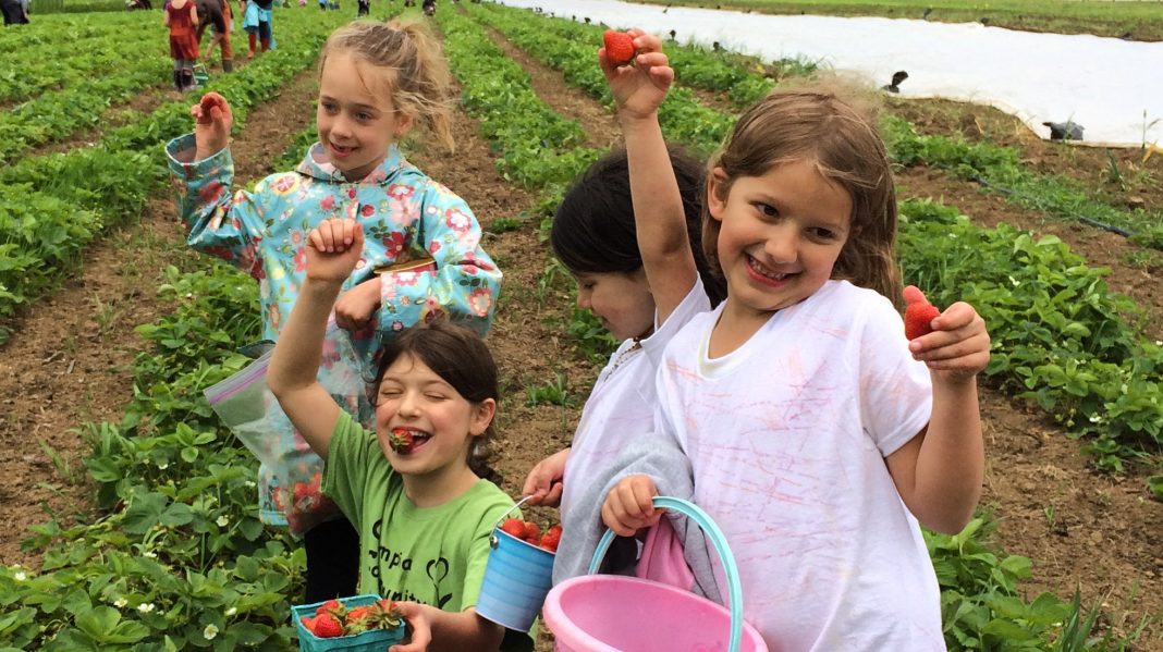 Strawberry Picking at Helsing Junction Farm