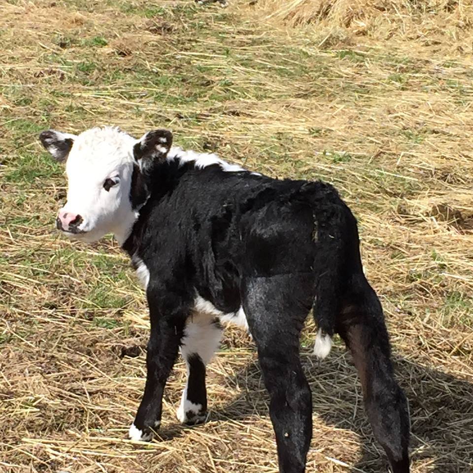 baby calves