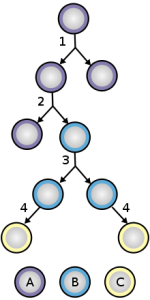 220px-Stem_cell_division_and_differentiation