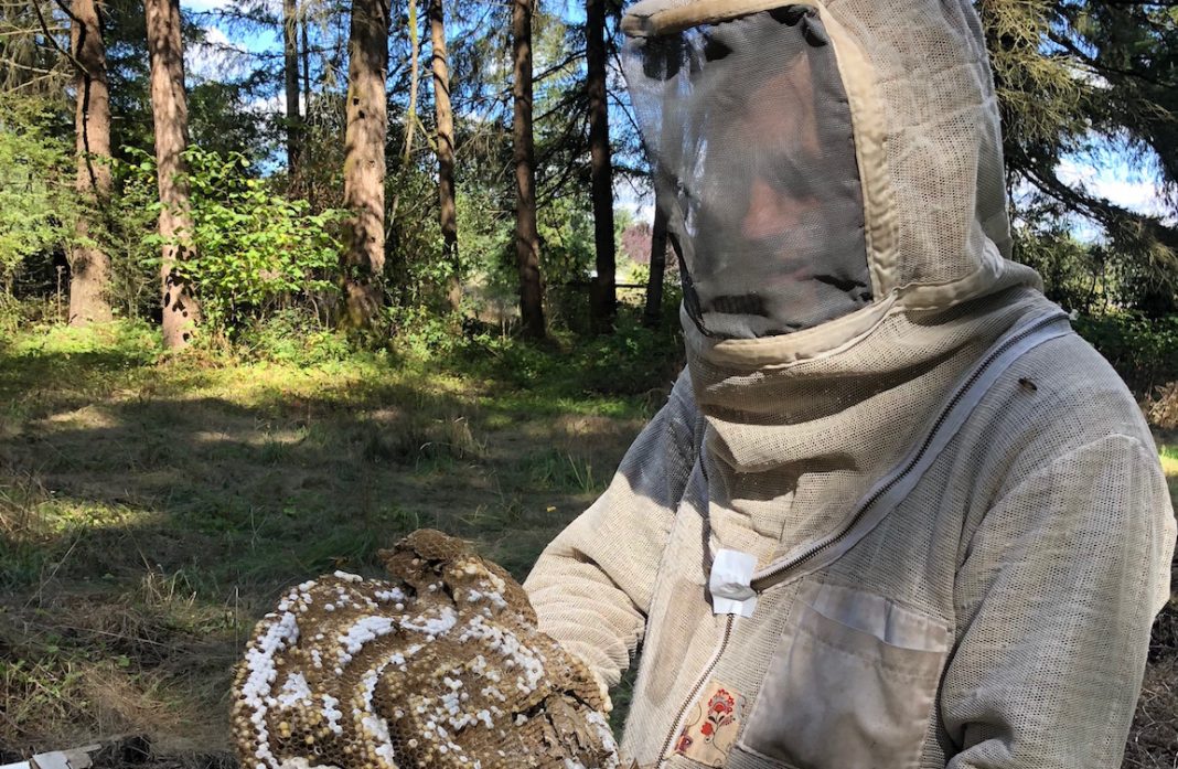 Cascadia and yellowjacket nestCascadia and yellowjacket nest