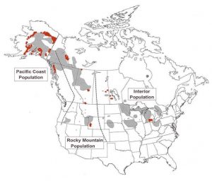 Swan Migration Map