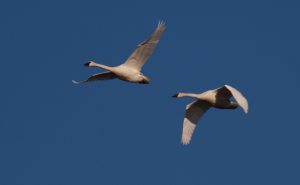 Swans in flight