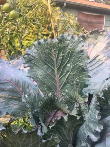 Backyard garden cabbage and tomatoes