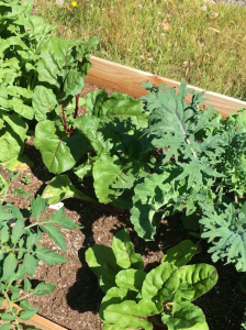 Raised bed gardening