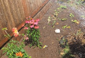 Echinacea Garden