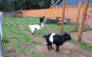 Sequoia Treehouse Summer Camp Goats