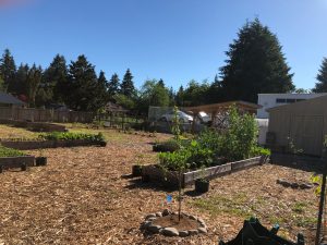 Lacey Food Bank GRuB Garden