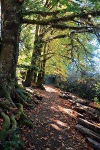 Lake Quinault Lodge trail with fall leaves near quinault lodge