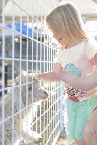Grays Harbor County Fair petting animals