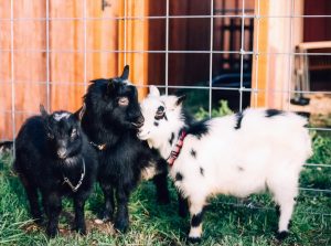 Sequoias Treehouse goats