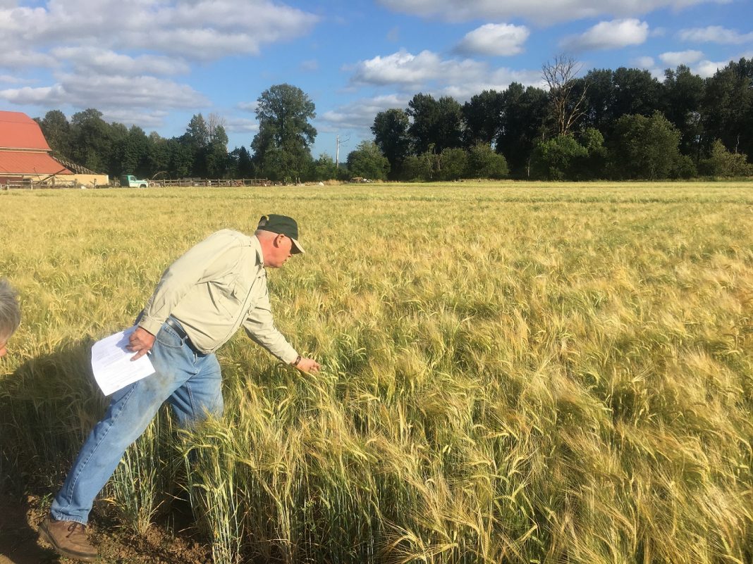 WSU barley farm to table