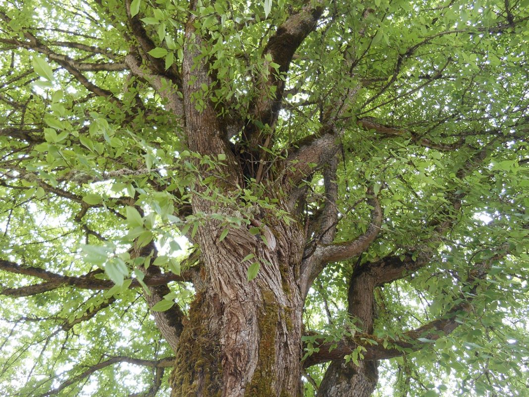 Washington elm tree