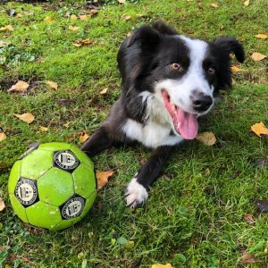 Adopt A Pet Rescue dog Story Abbi soccer ball