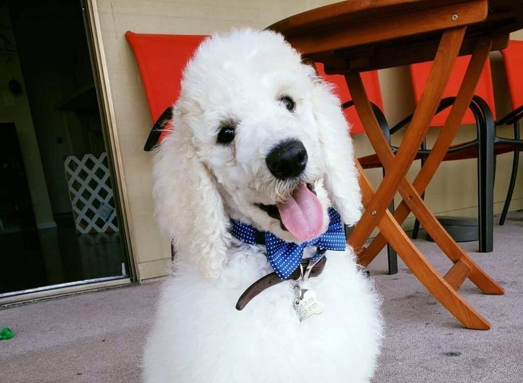 Maid Perfect pet cleaning services Dog