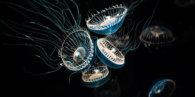 Crystal Jelly (Aequorea victoria)