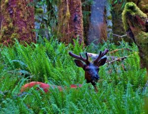 Olympic National Forest Roosevelt Elk