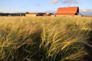 Port of Olympia barley WSU barley