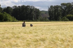 Port of Olympia barley local brewing