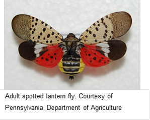 Spotted lanternfly