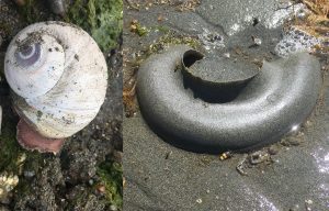 Burfoot Park Moon Snail and Collar